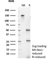 SDS-PAGE analysis of purified, BSA-free GATA3 antibody (clone rGATA3/9107) as confirmation of integrity and purity.