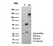 SDS-PAGE analysis of purified, BSA-free recombinant GATA-binding factor 3 antibody (clone rGATA3/9133) as confirmation of integrity and purity.