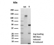 SDS-PAGE analysis of purified, BSA-free recombinant Phospho-RNA Polymerase II CTD Repeat YSPTSPS antibody (POLR2A/9089R) as confirmation of integrity and purity.