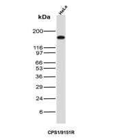 Carbamoyl phosphate synthetase 1 Antibody HeLa WB. Western blot testing of human HeLa lysate with Carbamoyl phosphate synthetase 1 antibody. Predicted molecular weight ~165 kDa.