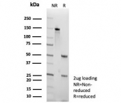 SDS-PAGE analysis of purified, BSA-free Thyroid transcription factor 1 antibody (clone NX2.1/9036) as confirmation of integrity and purity.