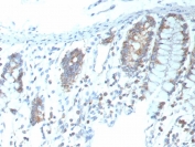 IHC staining of FFPE human colon tissue with recombinant CD151 antibody (clone CD151/9297R). HIER: boil tissue sections in pH 9 10mM Tris with 1mM EDTA for 20 min and allow to cool before testing.