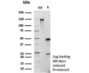 SDS-PAGE analysis of purified, BSA-free p57Kip2 antibody (clone KIP2/7186) as confirmation of integrity and purity.