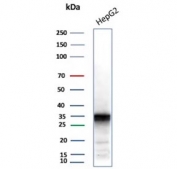 Western blot testing of human HePG2 cell lysate using AKR1C1 antibody (clone AKR1C1/9062). Predicted molecular weight ~37 kDa.