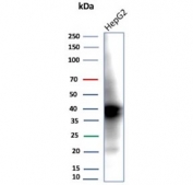 Western blot testing of human HepG2 cell lysate using AKR1C1 antibody (clone AKR1C1/9317). Predicted molecular weight ~37 kDa.