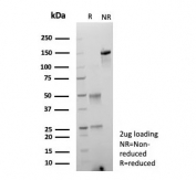SDS-PAGE analysis of purified, BSA-free AKR1C1 antibody (clone AKR1C1/9317) as confirmation of integrity and purity.