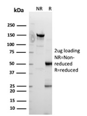 SDS-PAGE analysis of purified, BSA-free EBI3 antibody (EBI3/8904) as confirmation of integrity and purity.
