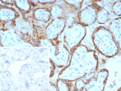 EBI3 Antibody Placental Tissue IHC. Immunohistochemistry staining of FFPE human placental tissue with EBI3 antibody (clone EBI3/8904). Inset: PBS used in place of primary Ab (secondary Ab negative control). HIER: boil tissue sections in pH 9 10mM Tris with 1mM EDTA for 20 min and allow to cool before testing.