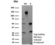 SDS-PAGE analysis of purified, BSA-free ZNF408A antibody (clone ZNF804A/8945) as confirmation of integrity and purity.