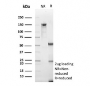 SDS-PAGE analysis of purified, BSA-free Cadherin 2 antibody (clone CDH2/9488) as confirmation of integrity and purity.