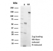 SDS-PAGE analysis of purified, BSA-free Cadherin 2 antibody (clone CDH2/9493) as confirmation of integrity and purity.