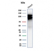 Western blot testing of human heart tissue lysate with Cadherin 2 antibody (clone CDH2/9493). Predicted molecular weight ~100 kDa (unmodified), 125-140 kDa (modified).