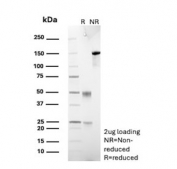 SDS-PAGE analysis of purified, BSA-free Elastase 3A antibody (clone CELA3A/12552) as confirmation of integrity and purity.