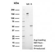 SDS-PAGE analysis of purified, BSA-free LI-Cadherin antibody (clone CDH17/2614) as confirmation of integrity and purity.
