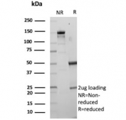 SDS-PAGE analysis of purified, BSA-free Secretagogin antibody (clone SCGN/7325) as confirmation of integrity and purity.