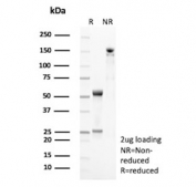 SDS-PAGE analysis of purified, BSA-free Periostin antibody (clone POSTN/4096) as confirmation of integrity and purity.