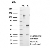 SDS-PAGE analysis of purified, BSA-free Centrin 1 antibody (clone CETN1/9880) as confirmation of integrity and purity.