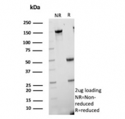 SDS-PAGE analysis of purified, BSA-free CETN1 antibody (clone CETN1/9878) as confirmation of integrity and purity.