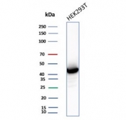 Western blot testing of human HEK293 cell lysate with Creatine kinase B-type antibody (clone CKBB/6636). Predicted molecular weight ~43 kDa.