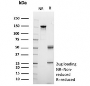 SDS-PAGE analysis of purified, BSA-free Clusterin antibody (clone CLU/4740) as confirmation of integrity and purity.