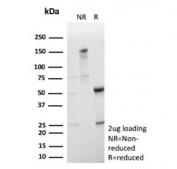 SDS-PAGE analysis of purified, BSA-free CLPS antibody (clone CLPS/9902) as confirmation of integrity and purity.