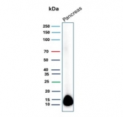 Western blot testing of human pancreas tissue lysate with CLPS antibody (clone CLPS/9898). Predicted molecular weight ~12 kDa.
