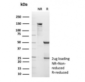 SDS-PAGE analysis of purified, BSA-free CPS1 antibody (clone CPS1/9868) as confirmation of integrity and purity.
