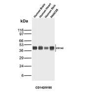 Tissue Factor Antibody Multi-Tissue WB. Western blot analysis of human brain, human heart, human skin, and PANC28 lysates using Tissue Factor antibody clone CD142/9195. A prominent band is detected near 40-45 kDa, consistent with the expected molecular weight range of Tissue Factor / F3 / CD142. The observed expression pattern supports the membrane-associated role of Tissue Factor in coagulation pathway activation, vascular injury signaling, inflammatory response regulation, and tumor-associated procoagulant activity across normal and malignant human tissue samples.