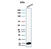 Western blot testing of human kidney tissue lysate with FABP1 antibody (clone FABP1/4518). Predicted molecular weight ~15 kDa.