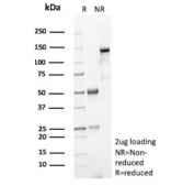 SDS-PAGE analysis of purified, BSA-free Phospholipase A2 Receptor 1 antibody (clone PLA2R1/4897) as confirmation of integrity and purity.
