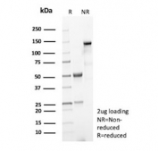 SDS-PAGE analysis of purified, BSA-free Phospholipase A2 Receptor 1 antibody (clone PLA2R1/4898) as confirmation of integrity and purity.