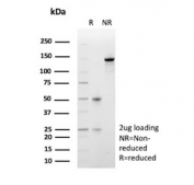 SDS-PAGE analysis of purified, BSA-free FOXO1 antibody (clone FOXO1/9792) as confirmation of integrity and purity.