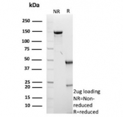 SDS-PAGE analysis of purified, BSA-free GFAP antibody (clone GFAP/9420) as confirmation of integrity and purity.