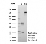 SDS-PAGE analysis of purified, BSA-free GFAP antibody (clone GFAP/9422) as confirmation of integrity and purity.