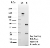 SDS-PAGE analysis of purified, BSA-free GFAP antibody (clone GFAP/9423) as confirmation of integrity and purity.