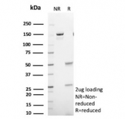 SDS-PAGE analysis of purified, BSA-free GFAP antibody (clone GFAP/9424) as confirmation of integrity and purity.