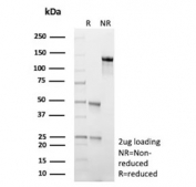 SDS-PAGE analysis of purified, BSA-free Glial fibrillary acidic protein antibody (clone GFAP/9426) as confirmation of integrity and purity.