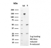 SDS-PAGE analysis of purified, BSA-free PHPT1 antibody (clone PHPT1/12053) as confirmation of integrity and purity.