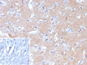 IHC staining of FFPE human brain tissue with Hexokinase 1 antibody (clone HK1/9517). Inset: PBS used in place of primary Ab (secondary Ab negative control). HIER: boil tissue sections in pH 9 10mM Tris with 1mM EDTA for 20 min and allow to cool before testing.