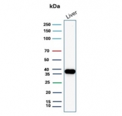 Western blot testing of human liver tissue lysate with Arginase 1 antibody (clone ARG1/9447). Predicted molecular weight ~35 kDa.