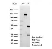 SDS-PAGE analysis of purified, BSA-free PD-Ibeta antibody (clone ENPP3/9892) as confirmation of integrity and purity.