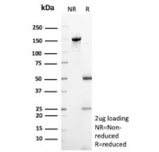 SDS-PAGE analysis of purified, BSA-free Pancreatic triacylglycerol lipase antibody (clone PNLIP/9038) as confirmation of integrity and purity.