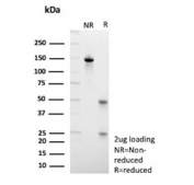 SDS-PAGE analysis of purified, BSA-free MUC13 antibody (clone MUC13/13112) as confirmation of integrity and purity.