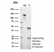 SDS-PAGE analysis of purified, BSA-free Mucin 13 antibody (clone MUC13/13113) as confirmation of integrity and purity.
