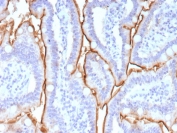 IHC staining of FFPE human small intestine tissue with Mucin 13 antibody (clone MUC13/13113). HIER: boil tissue sections in pH 9 10mM Tris with 1mM EDTA for 20 min and allow to cool before testing.