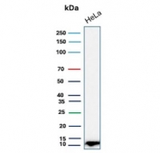 Western blot testing of human HeLa cell lysate with S100A4 antibody. Predicted molecular weight ~12 kDa.