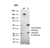 SDS-PAGE analysis of purified, BSA-free CD66a antibody (clone CEACAM1/12661) as confirmation of integrity and purity.