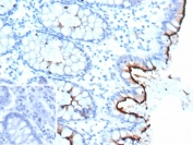 IHC staining of FFPE human colon tissue with CD66a antibody (clone CEACAM1/12661). Inset: PBS used in place of primary Ab (secondary Ab negative control). HIER: boil tissue sections in pH 9 10mM Tris with 1mM EDTA for 20 min and allow to cool before testing.
