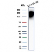Western blot testing of human SK-MEL-28 cell lysate with CD66a antibody (clone CEACAM1/12661). Predicted molecular weight ~58 kDa but may be observed at higher molecular weights due to heavy glycosylation.