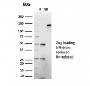 SDS-PAGE analysis of purified, BSA-free Biliary glycoprotein 1 antibody (clone CEACAM1/12665) as confirmation of integrity and purity.